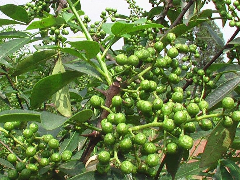 Green Peppercorn tree